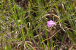 San Antonio false foxglove